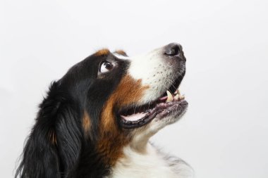 Bernese Dağ Köpeğinin portresi. Yaklaş.