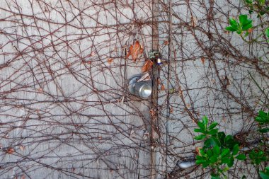 Sarmaşıklı metal duvar ve ampul.