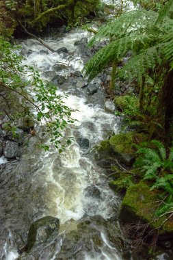 Tropikal ormandaki güzel dağ deresi           