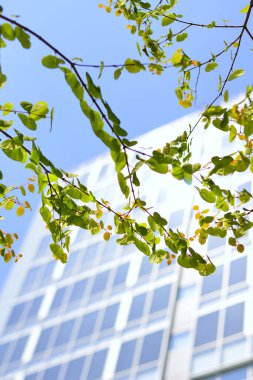 Şehirdeki taze yeşil yaprakların ve modern binaların yakın görüntüsü.                    