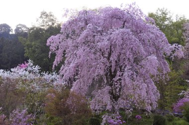 Bahçedeki güzel pembe çiçekler, flora