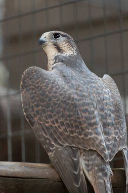Güzel şahin kuşunun yakın görüntüsü