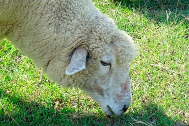 Doğanın arka planında, çayırda bir koyun.
