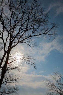Ağaçların dallarının alçak açılı görüntüsü gökyüzüne karşı