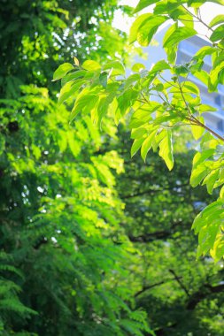 yeşil yapraklar, bitkiler ve yapraklar