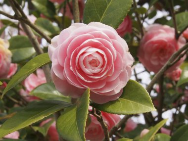 Güzel pembe Japon kamelyası bahçede