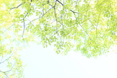 Güneşli bir yaz parkının arka planında güzel yeşil yapraklar.       