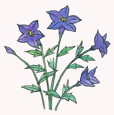 Beyaz arka plan üzerinde izole elle çizilmiş suluboya çiçek 