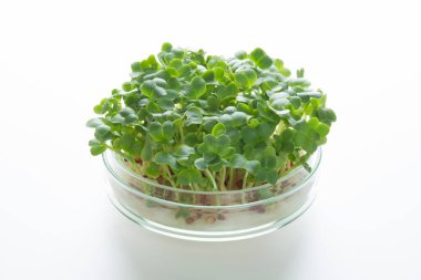 Kase içinde mikroyeşillikler ve laboratuarda test tüpleri.