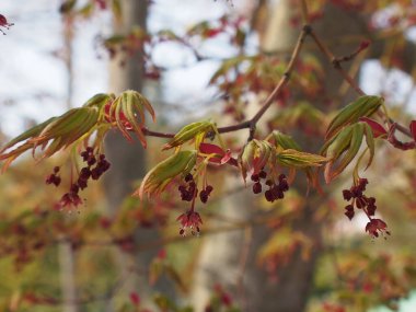 Ağaçta kırmızı meyveler ve yapraklar