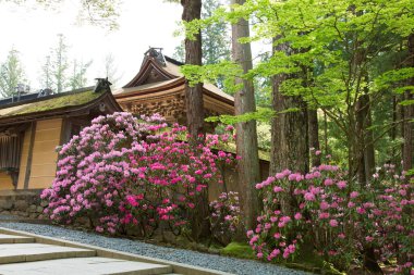 Yeşil ağaçları ve mor çiçekleri olan güzel bir bahçe. 