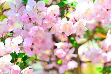 İlkbaharda güzel pembe çiçekler, bahar bahçesinde ağaçlar çiçek açar.             