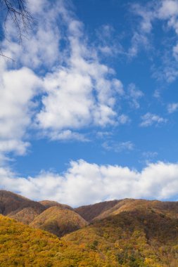Dağlarda sonbahar ormanı olan mavi gökyüzü, renkli ağaçlar