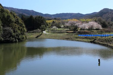 Japonya 'da Sakura ile parkın güzel manzarası.