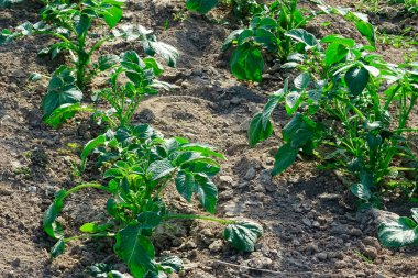 Güneşli yaz gününde bahçede yeşil bitkiler yetişiyor.        