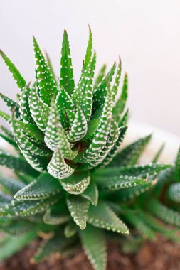 Sulu bitki, yakın çekim, seçici odaklanma