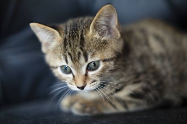 sevimli kedicik portresi