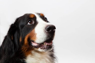 Bernese Dağ Köpeğinin portresi. Yaklaş.