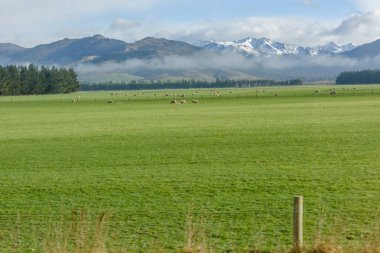 Dağlarda otlayan koyun sürüsü 