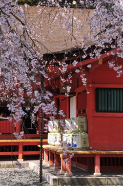 Kyoto, Japonya 'da Japon kiraz çiçekleri