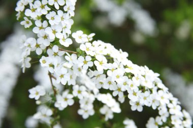 Bahçede güzel beyaz çiçekler, yakın çekim manzarası.