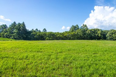 Yaz tarlasında sıralanmış yeşil bitkiler 