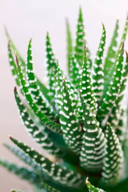 beyaz arkaplanda aloe vera yaprakları, boşluk kopyala