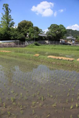 Japonya 'da pirinç tarlası ve kırsal alan
