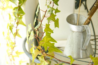 Evde ot içinde büyüyen sarmaşık bitkisi