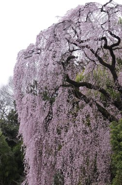 Bahçedeki güzel pembe sakura çiçekleri