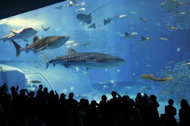 Siluetli insanlar büyük balıkları izliyor.