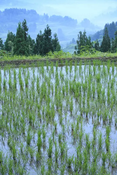 Dağ manzarası ve yeşil pirinç tarlaları. 