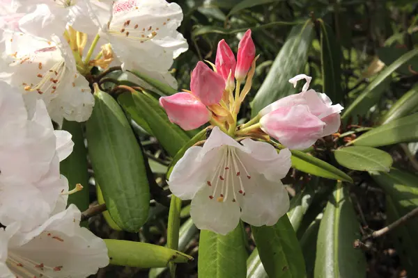 İlkbaharda botanik bahçesinde güzel pembe rhododendronlar