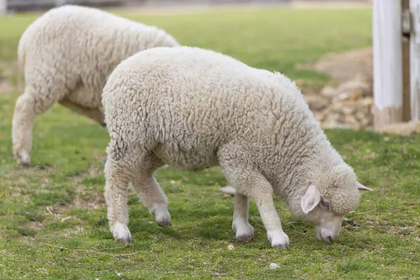 Młode Białe Owce Wypasane Gospodarstwie — Zdjęcie stockowe