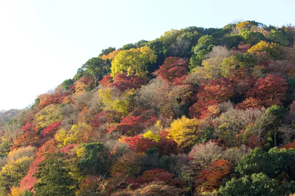 Φθινοπωρινή Περίοδος Στα Βουνά Ιαπωνία — Φωτογραφία Αρχείου
