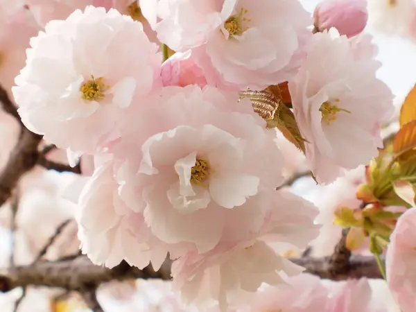 Vista Cerca Hermosas Flores Árboles Primavera Flora Follaje —  Fotos de Stock
