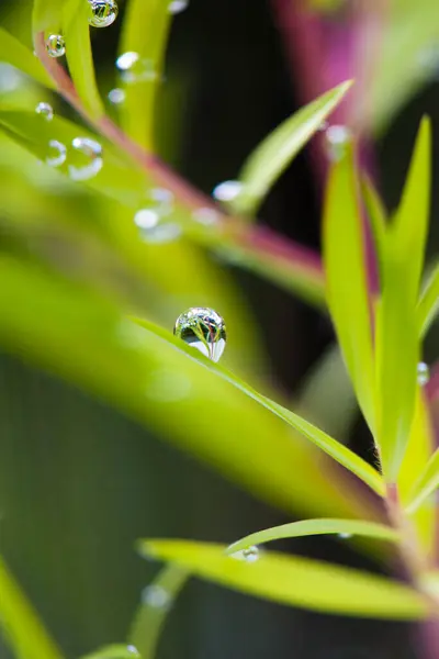Grüne Blätter Mit Wassertropfen Aus Nächster Nähe — Stockfoto