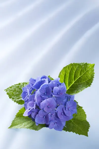 Fleurs Hortensia Bleu Isolé Sur Blanc — Photo