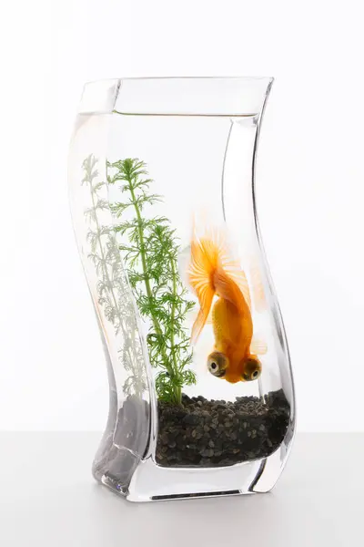 Goldfish Aquarium White Background — Stock Photo, Image