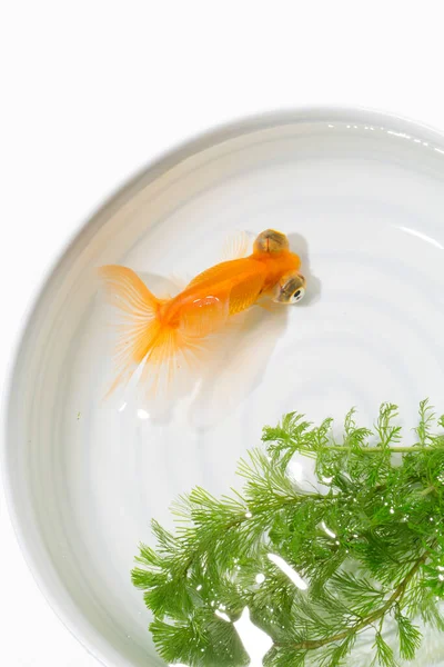 Goldfish White Bowl Close View — Stock Photo, Image