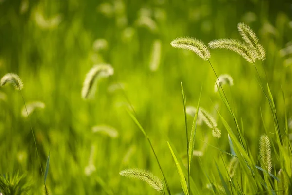 stock image Green grass in summer meadow, nature background 