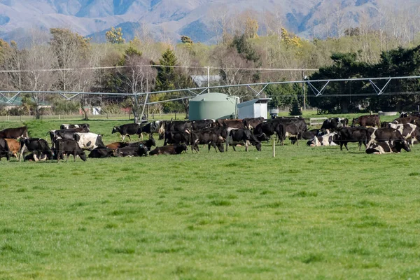 Troupeau Vaches Broutant Dans Les Champs — Photo