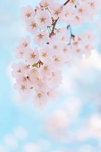 Schöne Frühlingsblumen Auf Einem Baum — Stockfoto