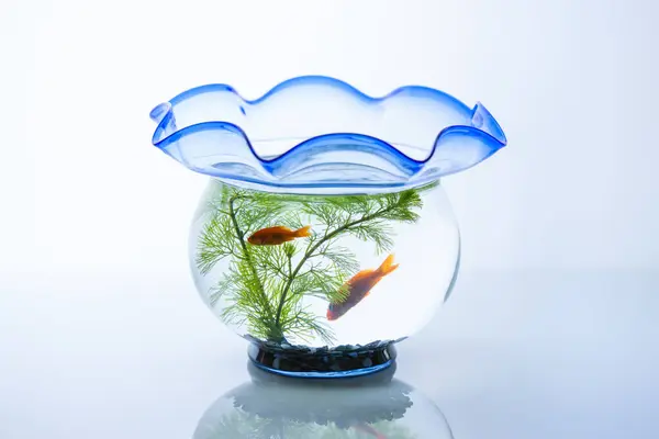 Glass Aquarium Golden Fish Background Close — Stock Photo, Image