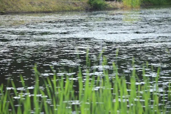 Jezioro Powierzchnia Wody Zielona Trawa — Zdjęcie stockowe