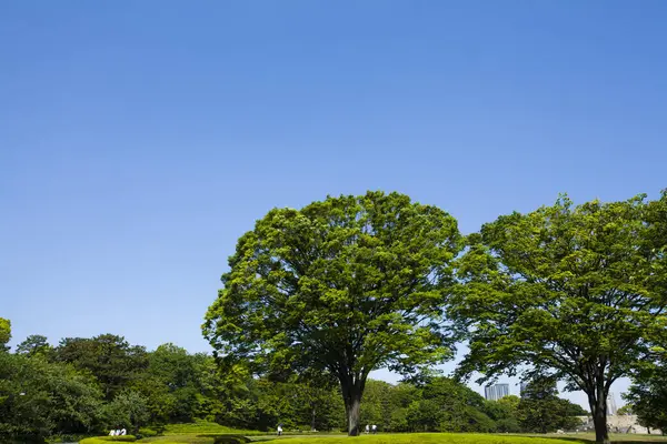 Деревья Парке Зеленая Лужайка — стоковое фото