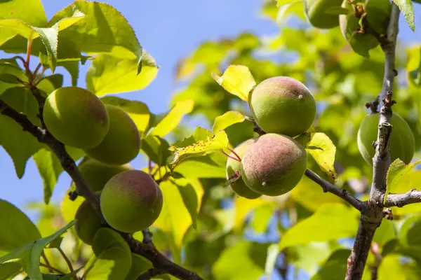 Close Japanese Apricots Tree — Stock Photo, Image