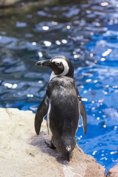 Lindo Pájaro Pingüino Zoológico Sobre Fondo Naturaleza —  Fotos de Stock