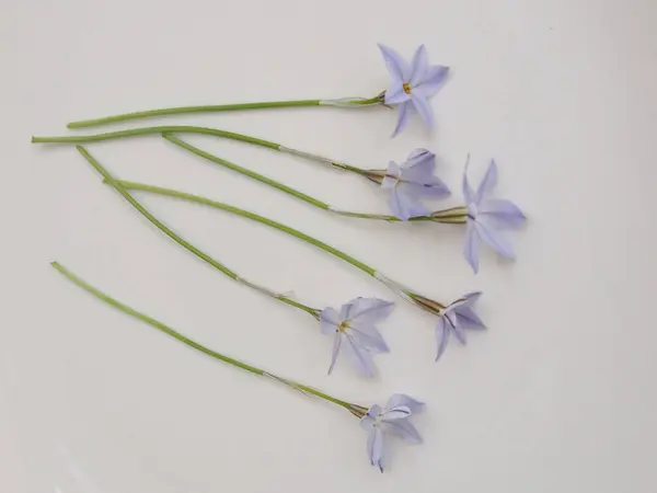 fresh lavender flowers on white background