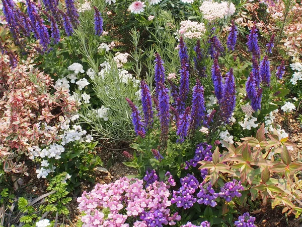 Krásné Kvetoucí Květiny Květinové Záhonu Zahradě — Stock fotografie